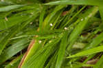 Openflower rosette grass